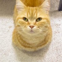 飼い主に「ごはん」と声をかけられる猫
