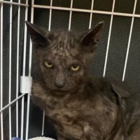 警戒する猫の顔