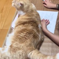 寝そべる猫の近くで鉛筆を床に置く子ども