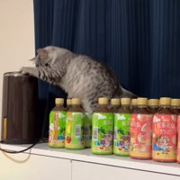 落ちたペットボトルを見る猫