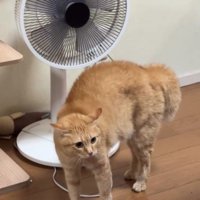 威嚇している猫