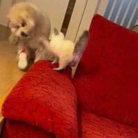 犬に猫パンチをする猫