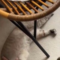 男性に撫でられて、前足を握ったり開いたりするシャムトラ猫