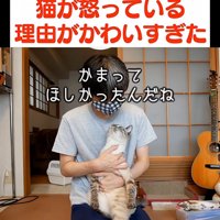 人の顔を見上げる猫