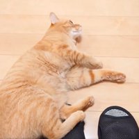 飼い主の足元へ転がり込む猫
