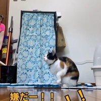 ボタンを押す猫