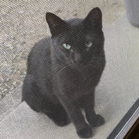 家の外からカメラを見つめる黒猫