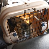 キャリーの中