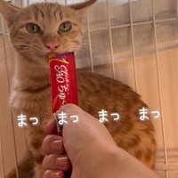おやつを食べる猫