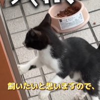 立ち上がる子猫
