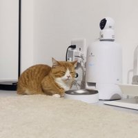 給餌器の前で待つマンチカン