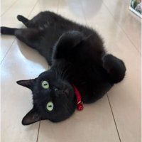 室内にいる猫