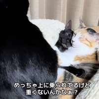一緒にベッドに寝ている3匹の猫