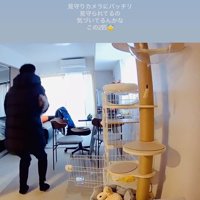 パパに抱っこされる保護猫