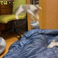 寝ている飼い主に向かって椅子の上からジャンプする子猫