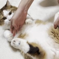 転がされ中