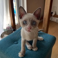いすに座る子猫