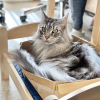 箱に入るグレーの猫