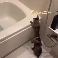「見えんニャ」と書かれた写真