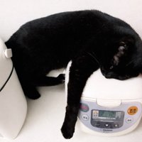 炊飯器の上で眠る黒猫