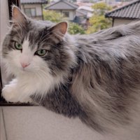 窓辺でくつろぐ猫