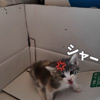 口を開けて鳴く子猫