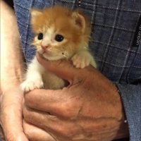 手のひらに収まる子猫