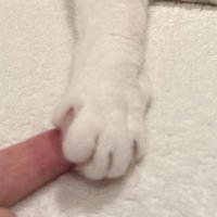 飼い主の指の上に乗ったぶち猫の前足