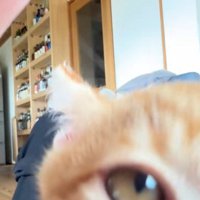 子猫の顔のアップ