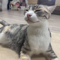 室内にいる猫