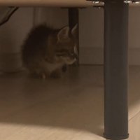 棚の下に子猫