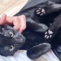 肉球を見せるクロミちゃん