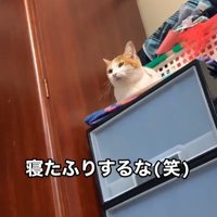 収納ケースに乗る猫