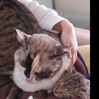 人のひざの上に乗る3匹の猫