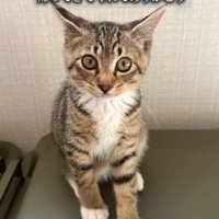 カメラ目線の子猫