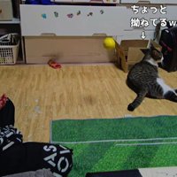 キャッチボールをする男の子と猫