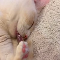 寝ている猫の顔