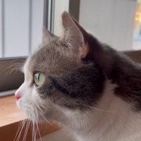 窓から外を見ている猫