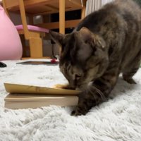 本を制圧する猫