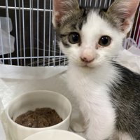 ご飯の皿の前に座る綺麗な子猫