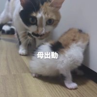 三毛猫の親子