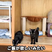 ご飯が欲しいみたい