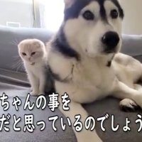 ハスキーのそばにいる子猫