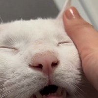 人にマッサージをされている猫