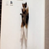 落下する三毛猫と見上げるキジ猫