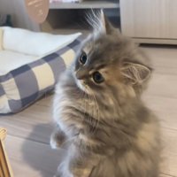 後足で立つミヌエットの子猫