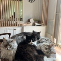 テーブルに4匹の猫が集合している