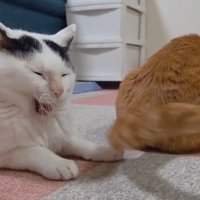 あくびする猫