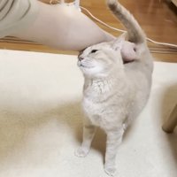 なでなで