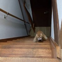 階段を登る猫